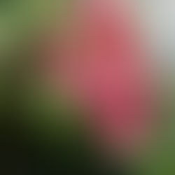 Vorlaukar - Inngangur