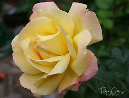 Terósablendingar (Hybrid Tea)