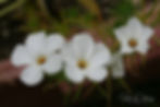 Linanthus - Dvergaugu