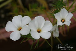 Linanthus - Dvergaugu
