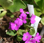 Primula hirsuta
