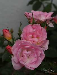 Nútíma runnarósir (Modern Shrub)