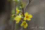 Acaena saccaticupula 'Blue Haze'