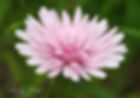 Crepis - Skeggfíflar