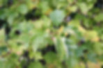 Acaena saccaticupula 'Blue Haze'