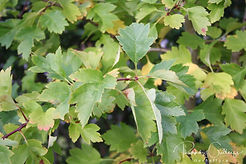Acaena saccaticupula 'Blue Haze'