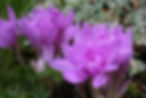 Acaena saccaticupula 'Blue Haze'