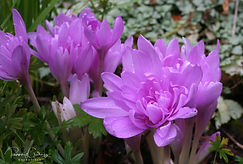 Acaena saccaticupula 'Blue Haze'