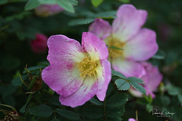 Þyrnirósarblendingar (Hybrid Spinosissima)
