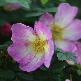 Þyrnirósarblendingar (Hybrid Spinosissima)