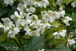 Acaena saccaticupula 'Blue Haze'