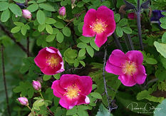 Acaena saccaticupula 'Blue Haze'