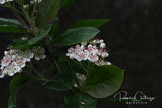 Aronia melanocarpa 'Viking' with white flower clusters.