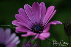 Osteospermum - Sólboði