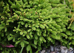 Acaena saccaticupula 'Blue Haze'