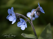 Cynoglossum - Hundtungur