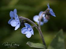 Cynoglossum - Hundtungur