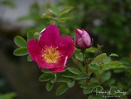 Þyrnirósarblendingar (Hybrid Spinosissima)