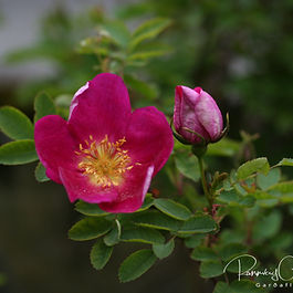 Þyrnirósarblendingar (Hybrid Spinosissima)