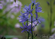 Acaena saccaticupula 'Blue Haze'