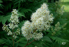 Acaena saccaticupula 'Blue Haze'
