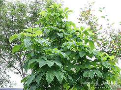 Acaena saccaticupula 'Blue Haze'