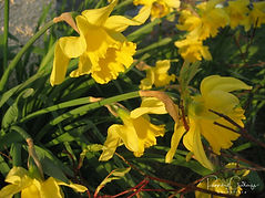 Acaena saccaticupula 'Blue Haze'