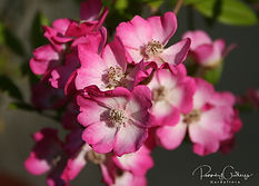 Acaena saccaticupula 'Blue Haze'