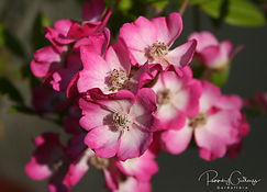 Acaena saccaticupula 'Blue Haze'