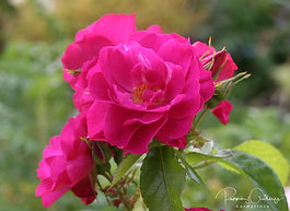 Nútíma runnarósir (Modern Shrub)