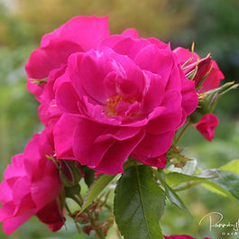 Nútíma runnarósir (Modern Shrub)