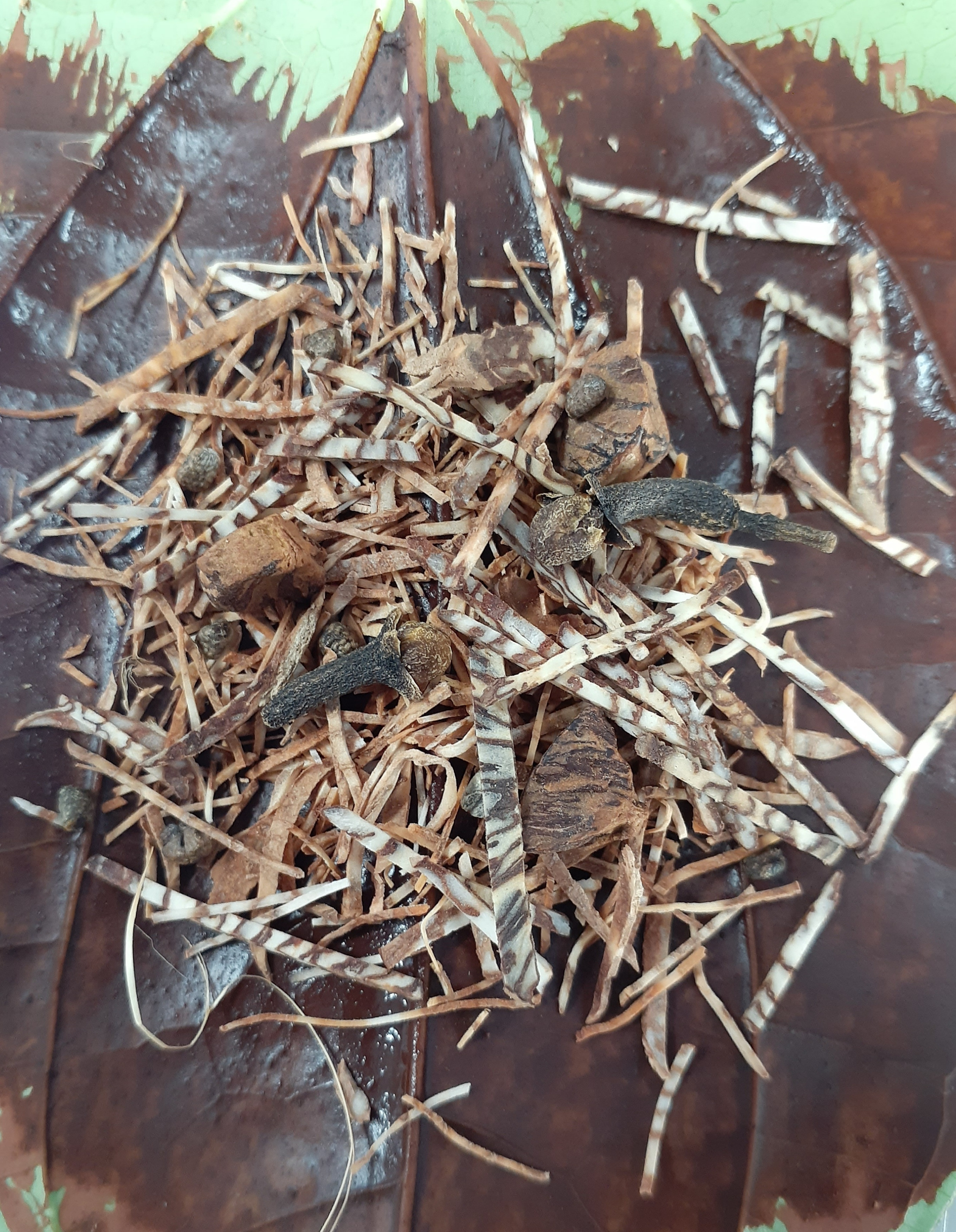Saada Paan
