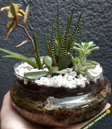 Boina 15cm