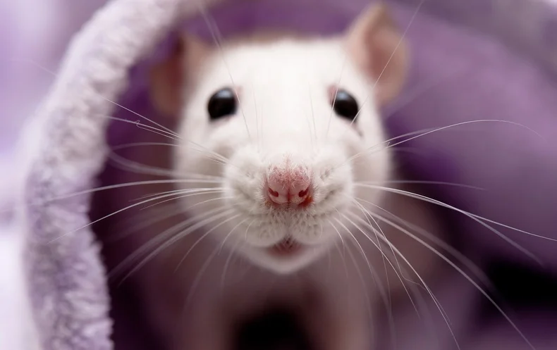 rat.webp
