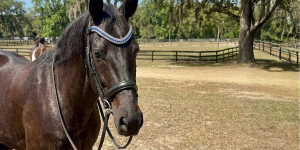 Brown horse with blue Horse Dazzle browband