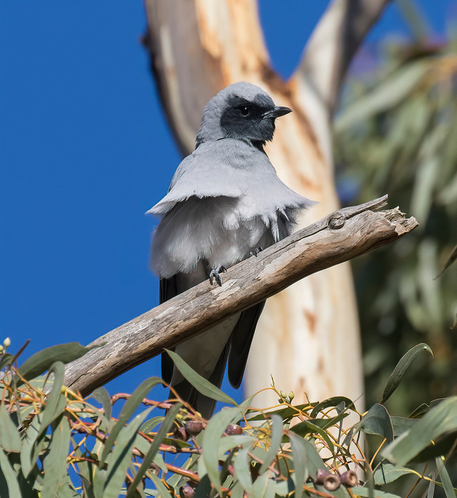 Black-faced Cuckkoshrike Padthaway - 01