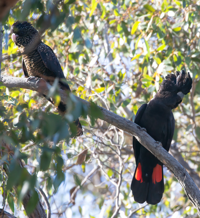 Red-tailed Black Cockatoo Padthaway CP -