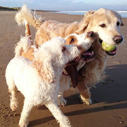 Everyone wants the ball #dogwalkinglife #redcarbeach #doggyfriends