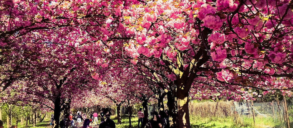 Spring in Berlin 2026: Easter, Cherry Blossoms, and the City Waking Up