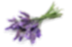 Lavender.png