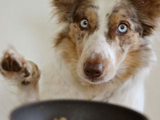Ultra-Processed Food & Allergies          in Dogs