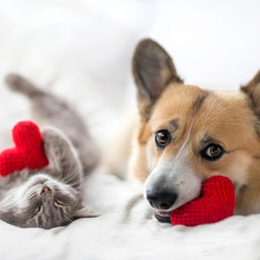 Is Your Dog Getting Enough Taurine & L-Carnitine? The Science Behind Natural Synthesis & Dietary Needs