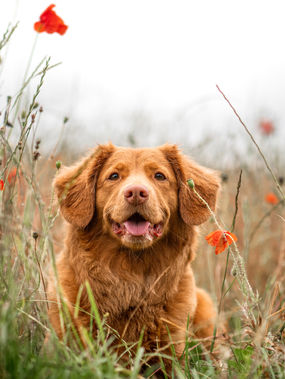 5 Common Allergy Myths That Keep Dogs Itchy (and What Science Really Says)
