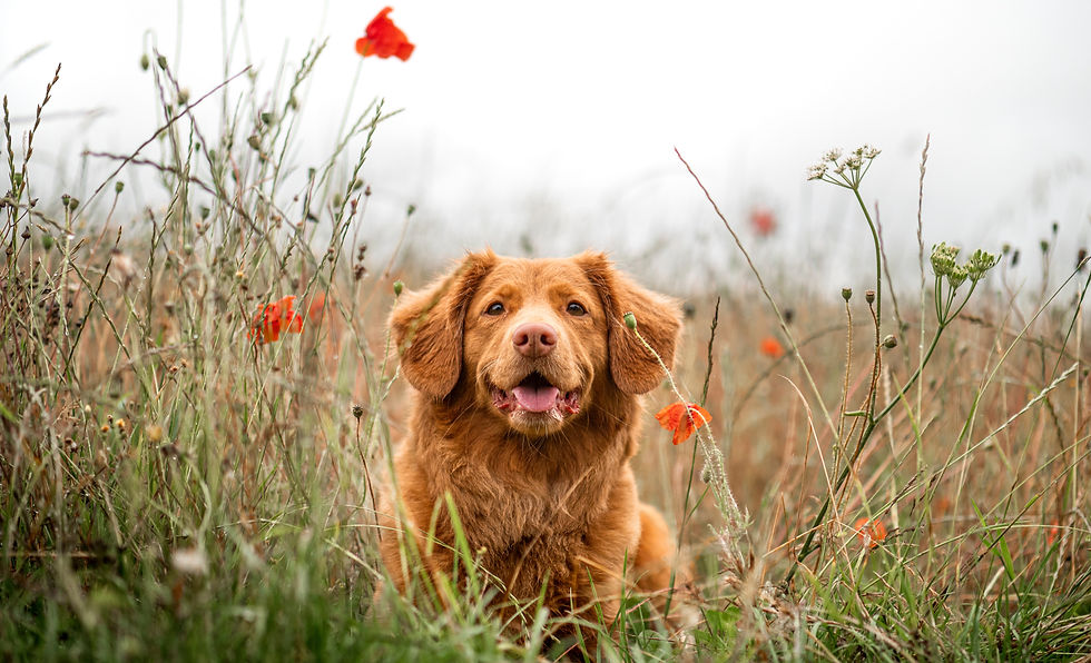 5 Common Allergy Myths That Keep Dogs Itchy (and What Science Really Says)
