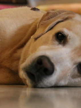 The Hidden Limits of Apoquel, Cytopoint & Steroids for Allergic Dogs