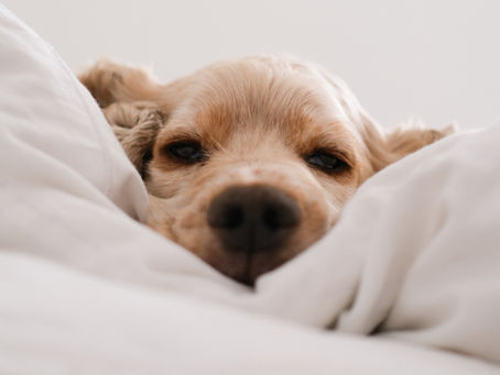 Apoquel and Your Dog’s Stomach: Understanding the Gastrointestinal Side Effects