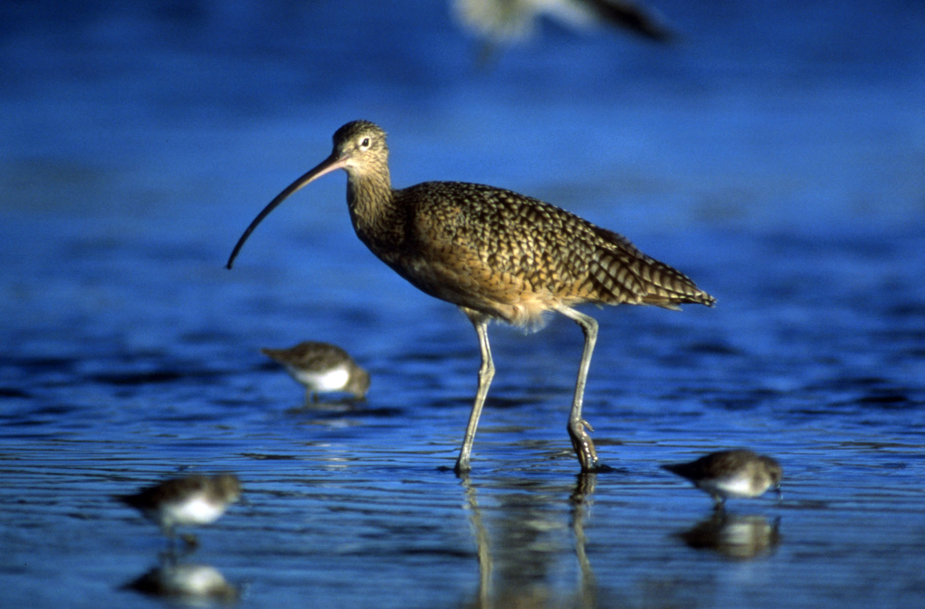 Shorebirds