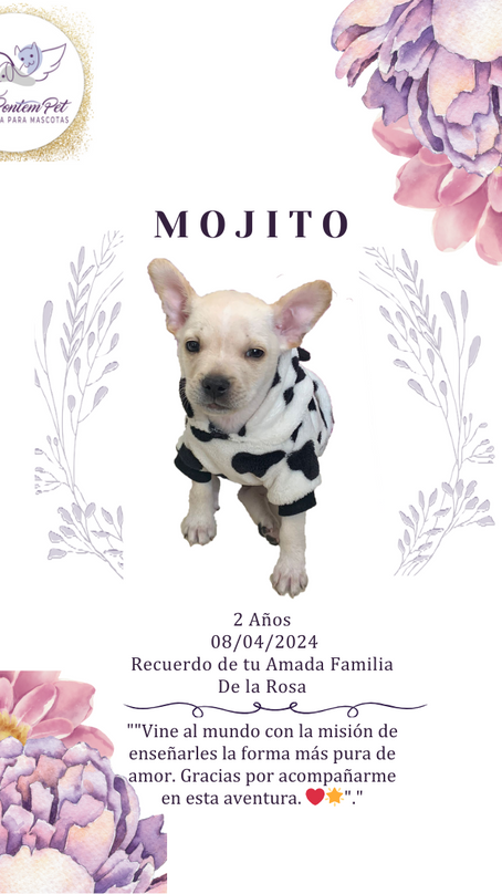 Mojito