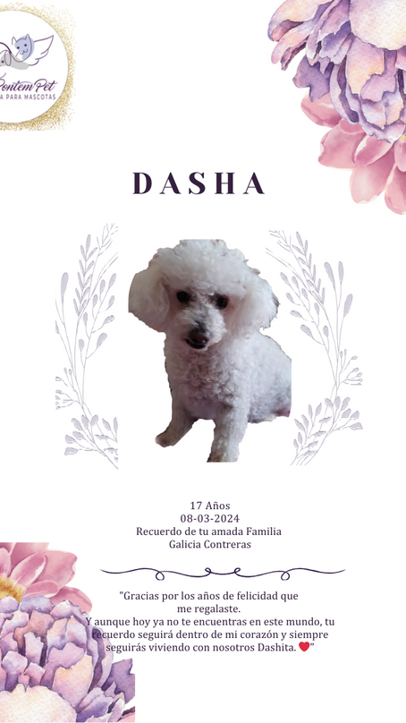 Dasha