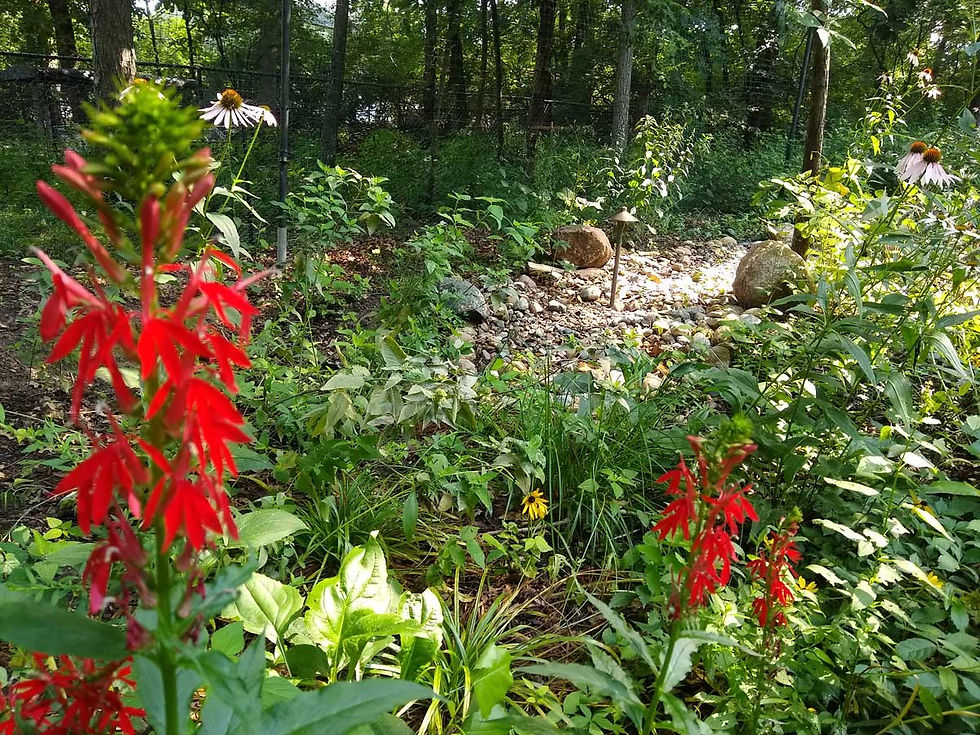 Rain garden Bery Engbresten